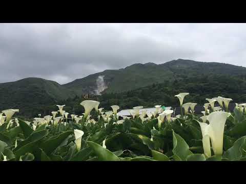 【台北賞花】陽明山竹子湖海芋季