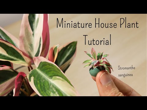 Mini Stromanthe sanguinea - Air drying clay tutorial