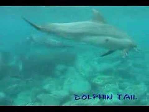 御蔵島イルカ　mikura Is.　dolphin　080524　No.3