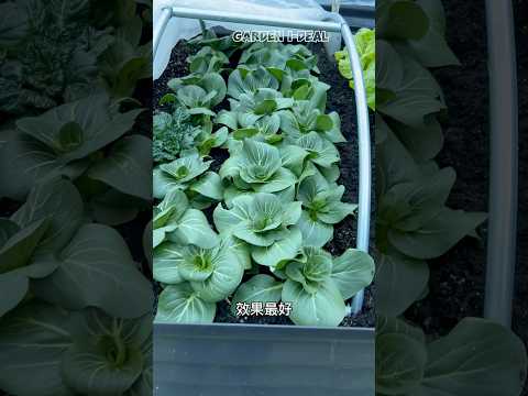 种菜不烧钱 Grow winter veggies cheaply 12/16/2024