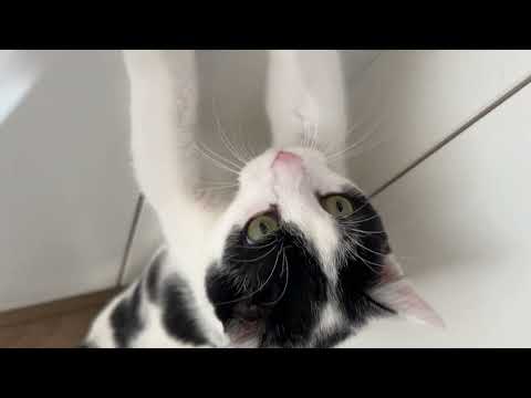 Sweetest cow cat demands lunch