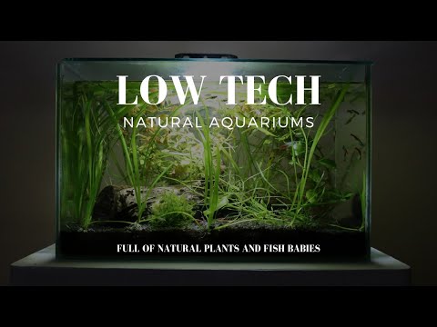 Natural planted low tech aquariums #lowtech