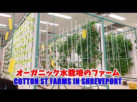 Cotton St Farm in Shreveport LA ルイジアナ州にあるオーガニック水栽培のファーム