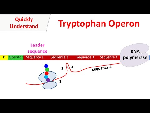 Tryptophan operon