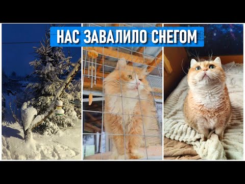 Мой дом и множество спасенных с моей дачи котиков завалило снегом почти по колено.