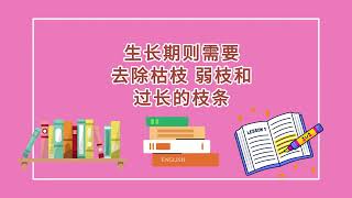 学会金鱼草的正确养护方法，开花一大串，花期超长，漂亮极了