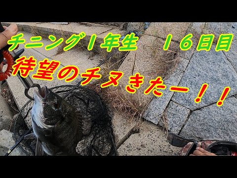 【チニング】チニング１年生１６日目　待望の初チヌきたー！！　まさかの・・・こんな形で釣れるなんて・・・。