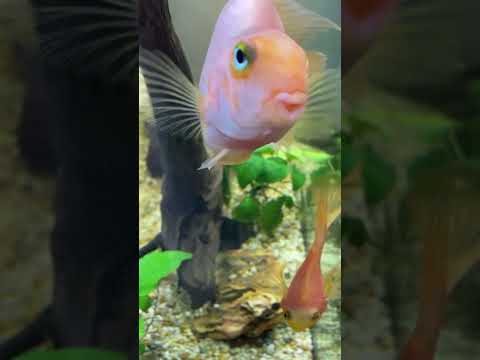 #pet #shorts #aquariumfish #shorts #shorts #shorts #viral