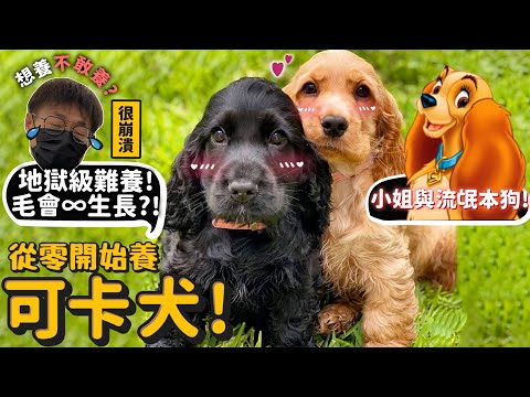 【從零開始養】可卡犬!連德爺都覺得是地獄級難養的狗!養到很崩潰?小姐與流氓的原型?德爺想養新的狗狗了?德爺心中最難養的狗之一?【許伯簡芝】