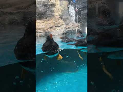 エトピリカ/Tufted Puffin(Shorts)-アクアワールド茨城県大洗水族館/Aqua World Ibaraki Prefecture Oarai Aquarium (2024/9/28)