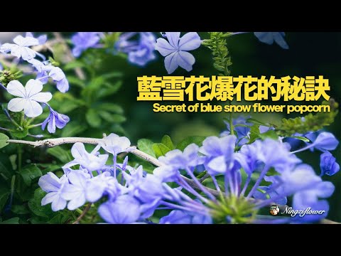 怎样种蓝雪花让它爆花｜How to grow blue snow flower and make it bloom