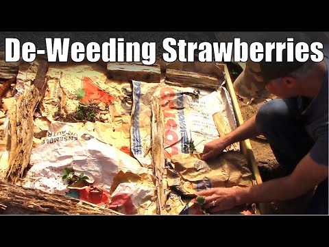 Easy Way to De-Weed a Strawberry Bed