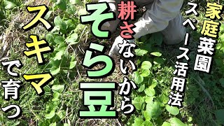 [自然農］耕さないから「そらまめ」はスキマで育つ　家庭菜園スペース活用法　2020年10月23日[natural farming]