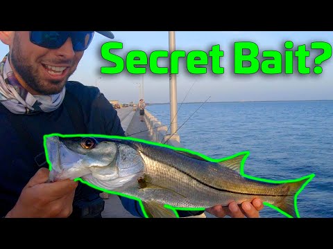 Secret Bait For The Skyway Fishing Pier???