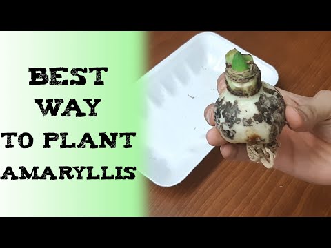 How to grow amaryllis flower 種植孤挺花的 अमरीलिस बल्ब कैसे लगाएं вырастить амариллис PLANTAR AMARYLLIS