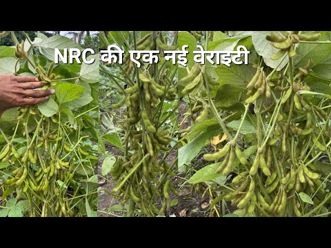 NRC नई वेराइटी जबरजस्त फाल और फलिया । शानदार प्रदर्शन👌