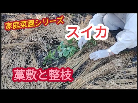 【スイカの藁敷と整枝】親蔓と子蔓【家庭菜園シリーズ】