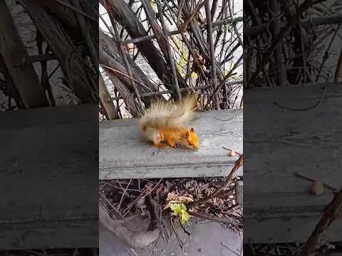 Cute Squirrel