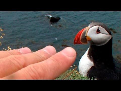 Puffins (Fratercula arctica) in Latrabjarg, Iceland - 2007