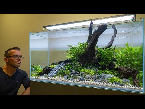 NEW AQUARIUM MAINTENANCE with 40+ NEW FISH (4K)