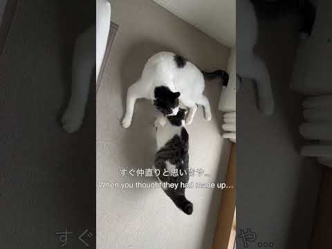 怪我はありません🤦‍♀️ No cats were harmed in making this film 🤦‍♀️