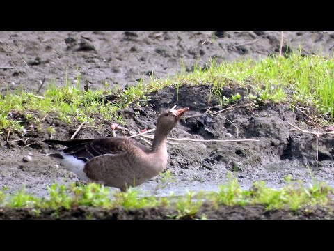 東港鎮的白額雁Anser erythropus （2024 11 08）