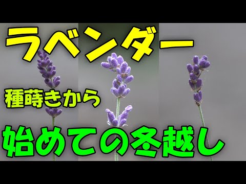 【ラベンダー】 種蒔きから初めての冬越し