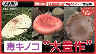 恐怖の毒キノコ“大豊作”　「内臓破壊」「呼吸困難」の恐れ　食べた家族が全員入院も【羽鳥慎一モーニングショー】(2024年11月14日)