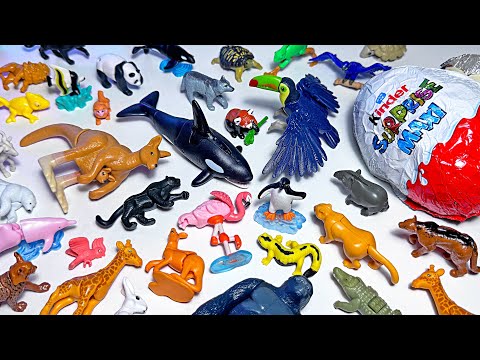 Sea Animals, Wild Animals, Orca, Pink Dolphin, Whale, Kangaroo, Toucan, Panda, Black Panther