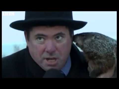 BBC News   Groundhog bites Wisconsin mayor on the ear