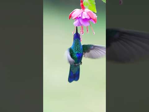 #nature😍loverslikepls😍#birds#yt #shorts #tamil #shortsfeed #ytshorts #viral #trending #love❤#dancing