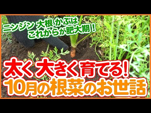 家庭菜園や農園の大根、かぶ、ニンジン栽培を太く大きく育てる！10月にやるべき根菜類のお世話のポイントを徹底解説！【農園ライフ】