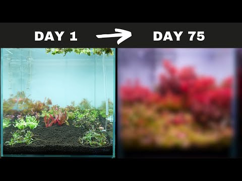 My First Ever “NO WATER CHANGES” Aquascape! Here’s What Happened