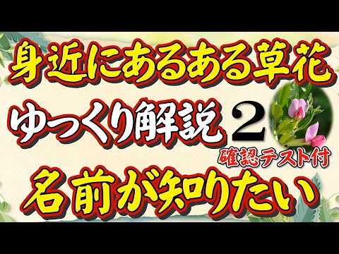 －ゆっくり解説第２弾－【身近な草花の名前が知りたい人へ】細かい情報より、どこにでも「あるある草花」について、その名前を知りたい。「日本で一番ユーモラスな理科の先生」が自ら撮った草花動画で解説します。