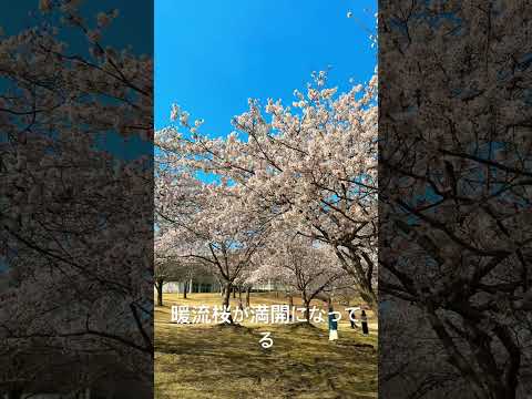 暖流桜が満開になってる。