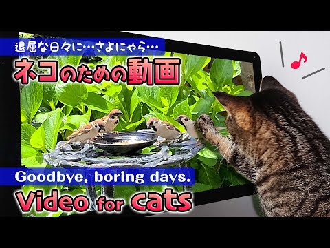 Video for cats【Goodbye, boring days.】