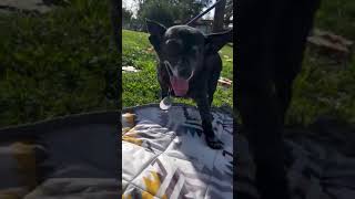 Video of adoptable pet named Muneca