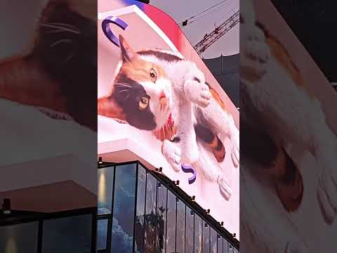 Japan - Shinjuku Billboard Cat