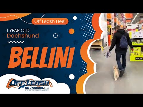 1 yo Dachshund Bellini ~ Best Dachshund Trainers ~ Off Leash K9 Training Phoenix