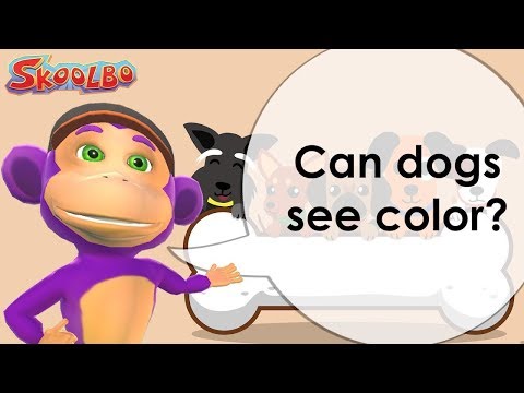 Curiosity - Can dogs see color?