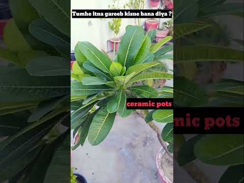 terrace garden #shorts #shortvideo #ytshorts #ytshortsindia #youtubeshorts #youtubechannel #plants