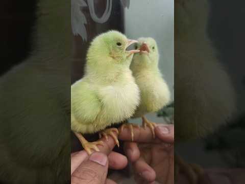 Wow cute cuties chicken miror babies #chicken #chicks #shorts