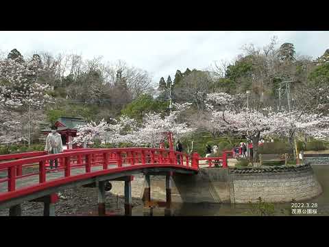 茂原公園の桜