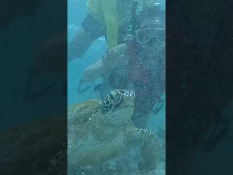 Sardine run+ Sea Turtles Snorkelling Zone in Moalboal Philippines 🇵🇭墨寶沙丁魚風暴+海龜共游太幸福🐟✨