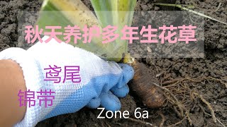 秋天养护多年生的锦带，鸢尾和香草类，让前院好看又好打理 iris, Weigela cuttings and herbs maintenance during the fall