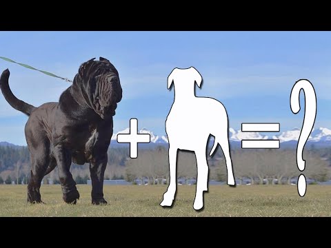 Top 8 Neapolitan Mastiff Mix / Neapolitan Mastiff Mixes