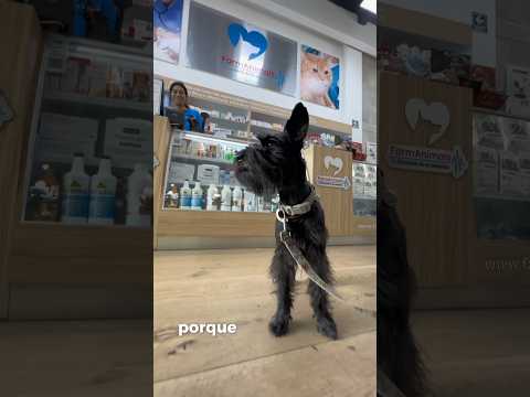 Encontramos una farmacia que solo tiene medicinas para perros y gatos. #shorts #perrhijos