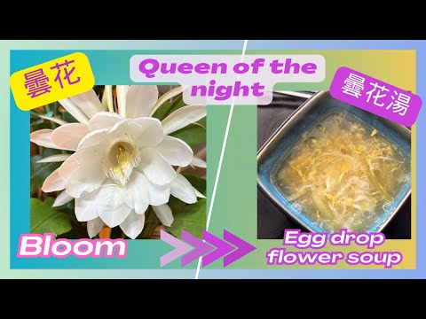 曇花和曇花湯 Epiphyllum (Queen of the Night) , the most beautiful plant, blooms and soup.  #epiphyllum #曇花