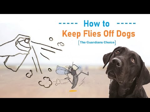 Shoo-Fly | 3 Ways to Keep Flies Off Dogs | The Guardians Choice