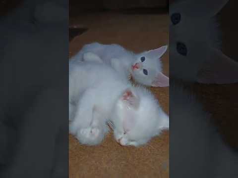 Cute cat kitten sleeping togather #cat #shorts #viral